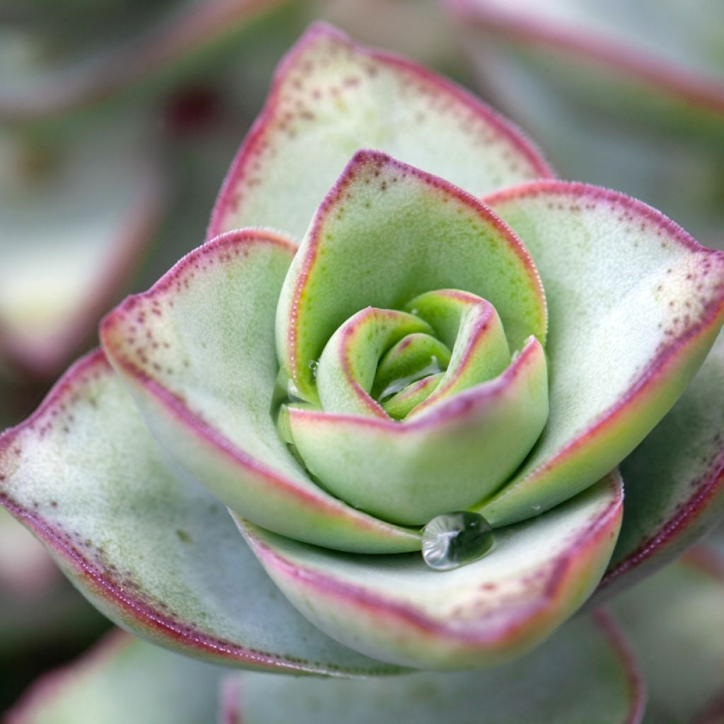 Crassula perforata - String of buttons