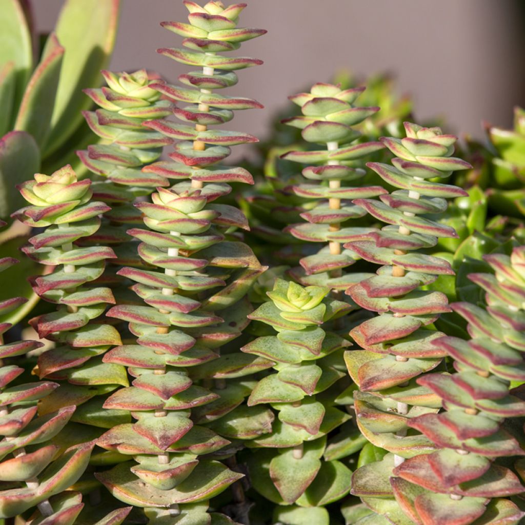 Crassula perforata - String of buttons