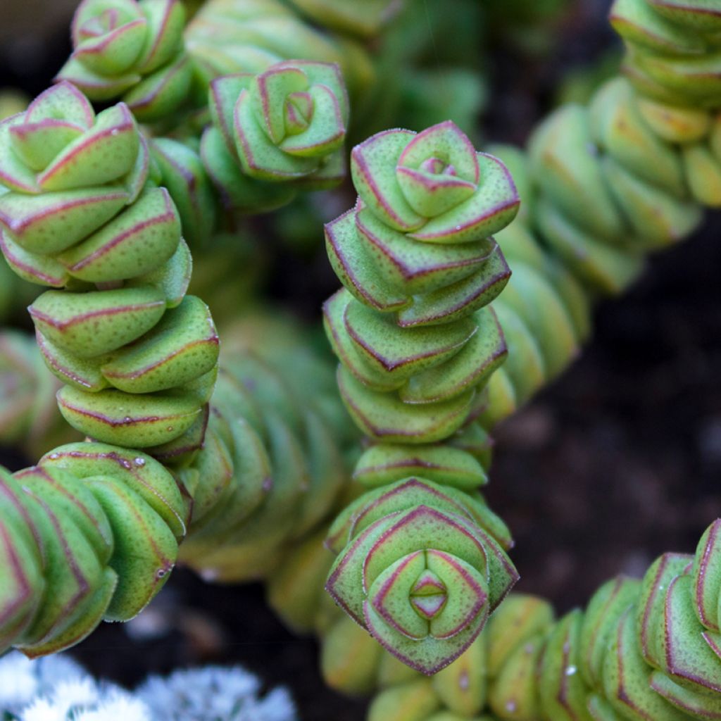 Crassula perforata - String of buttons