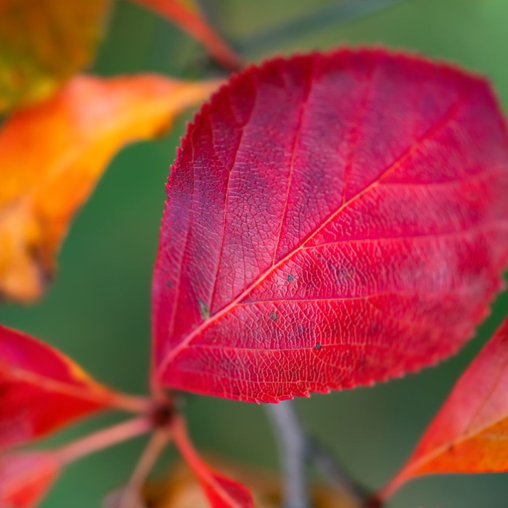 Crataegus crus-galli - Hawthorn