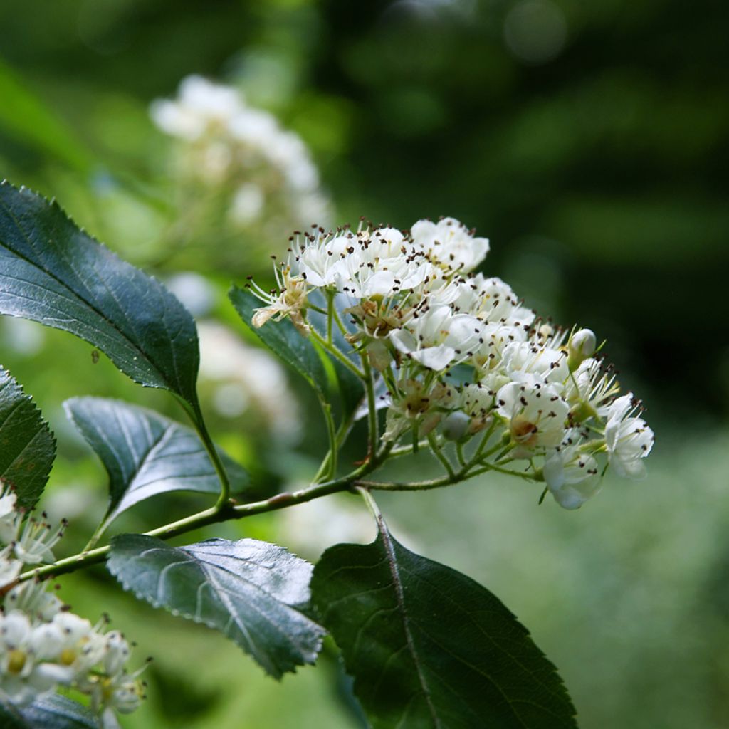 Crataegus crus-galli - Hawthorn