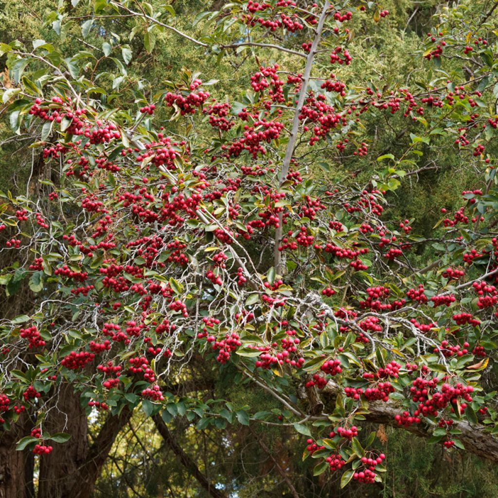 Crataegus crus-galli - Hawthorn