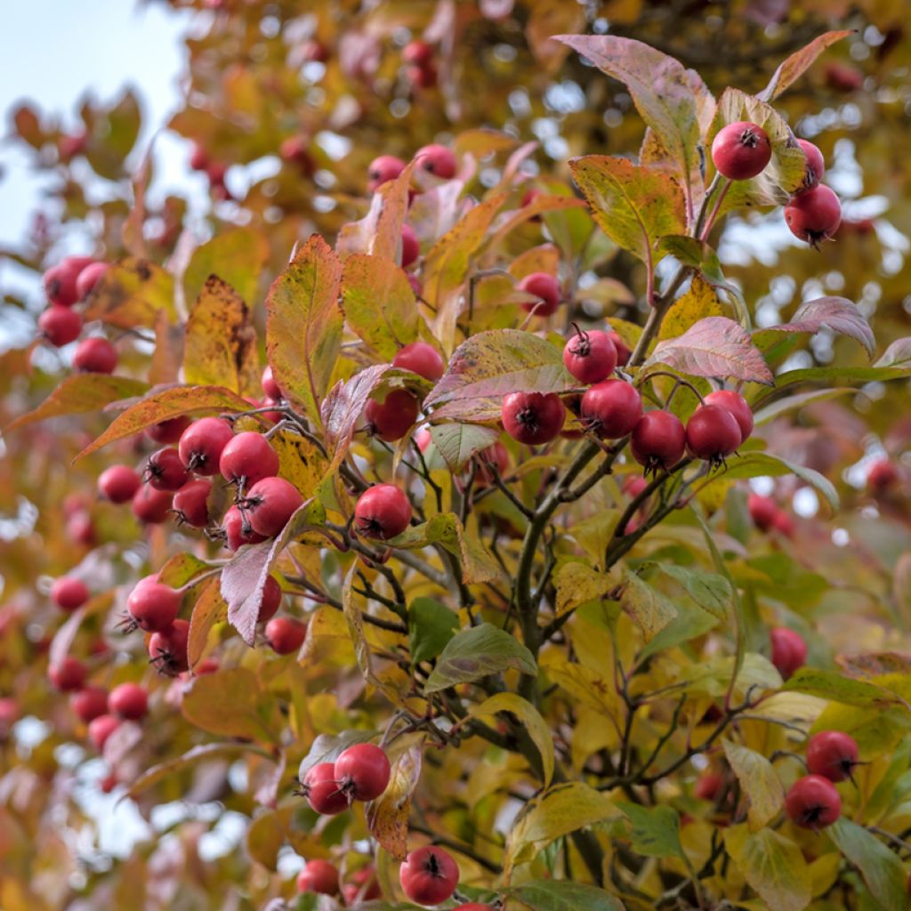 Crataegus crus-galli - Hawthorn