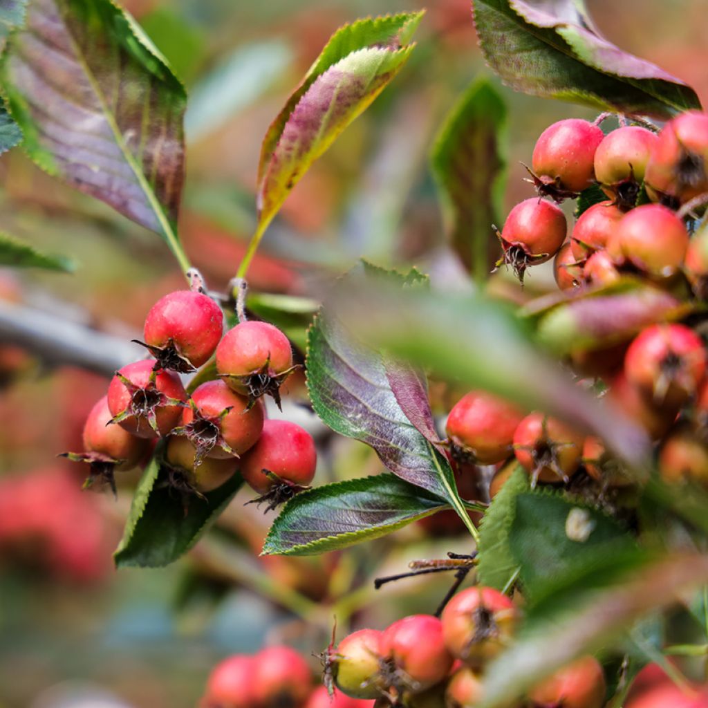 Crataegus crus-galli - Hawthorn