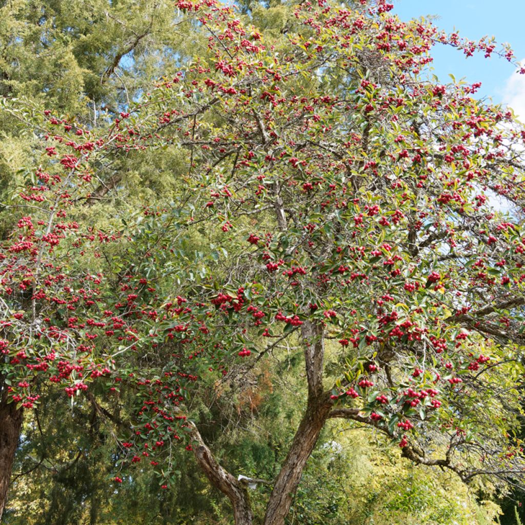 Crataegus crus-galli - Hawthorn