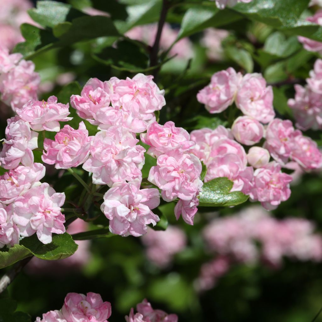 Crataegus laevigata Masekii - Hawthorn