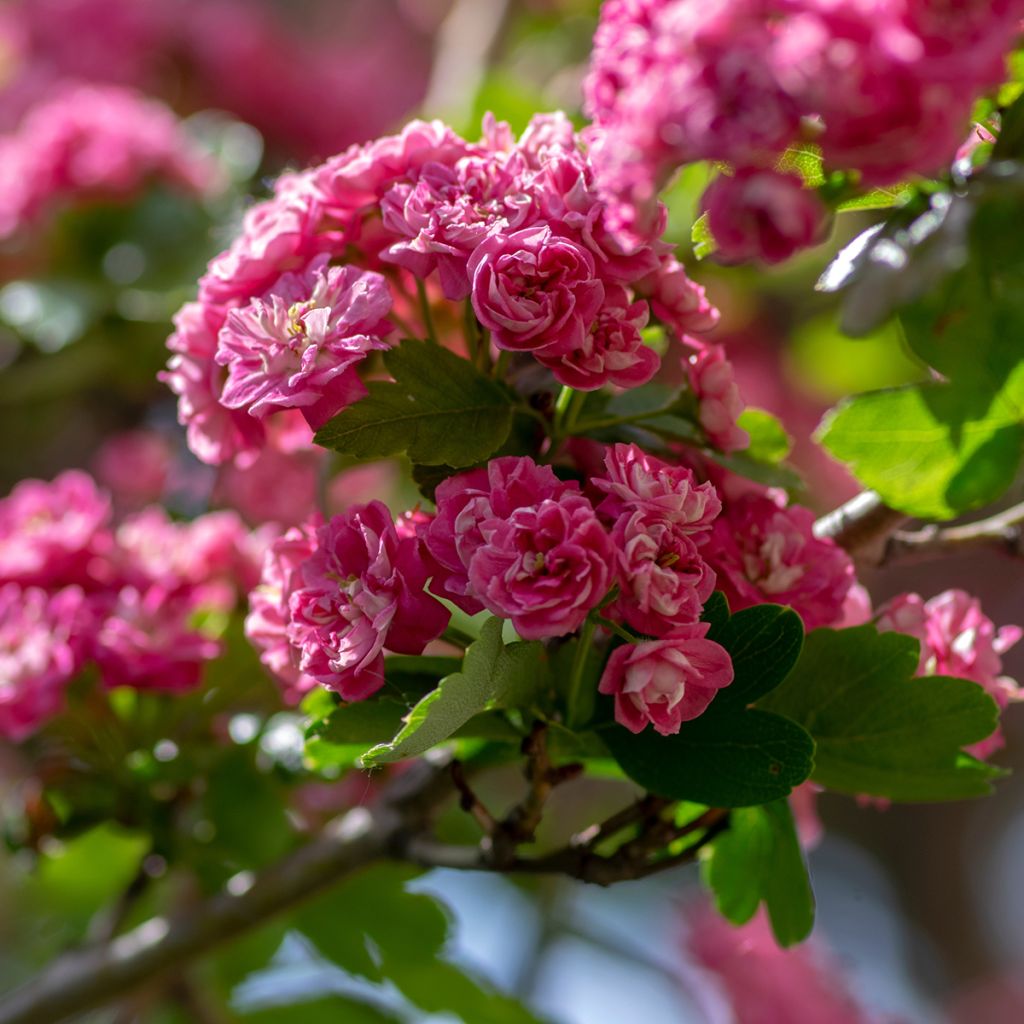 Crataegus laevigata Mutabilis Ravnholdt - Hawthorn