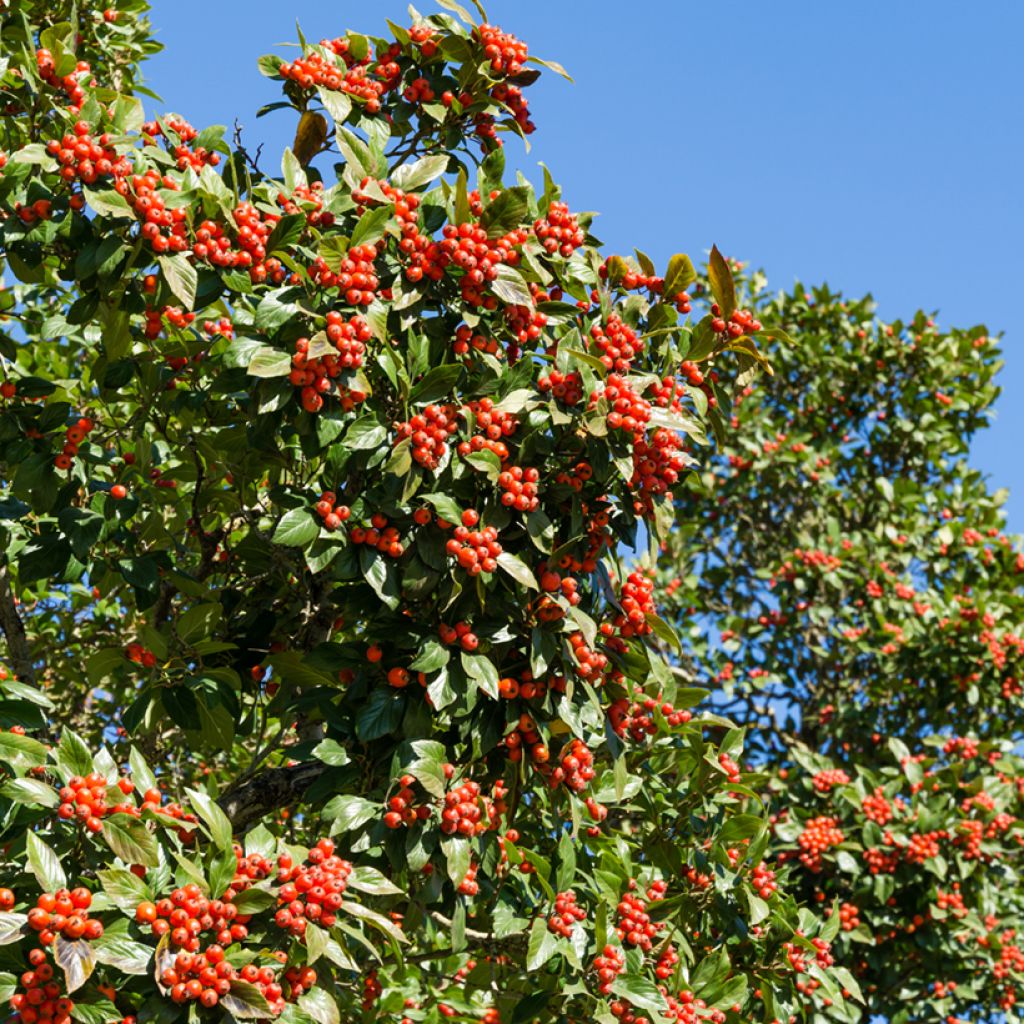 Crataegus lavallei Carrierei - Hawthorn