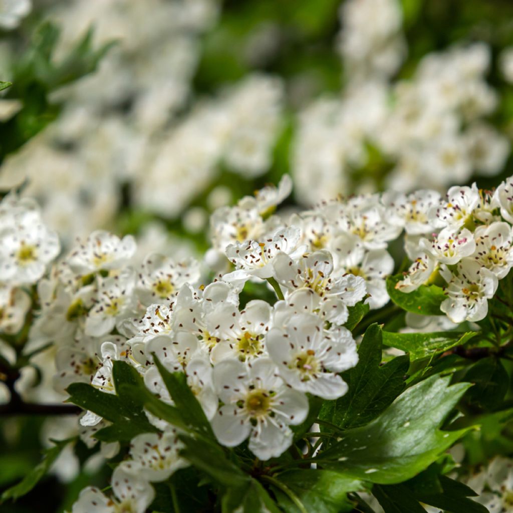 Crataegus monogyna Compacta - Hawthorn