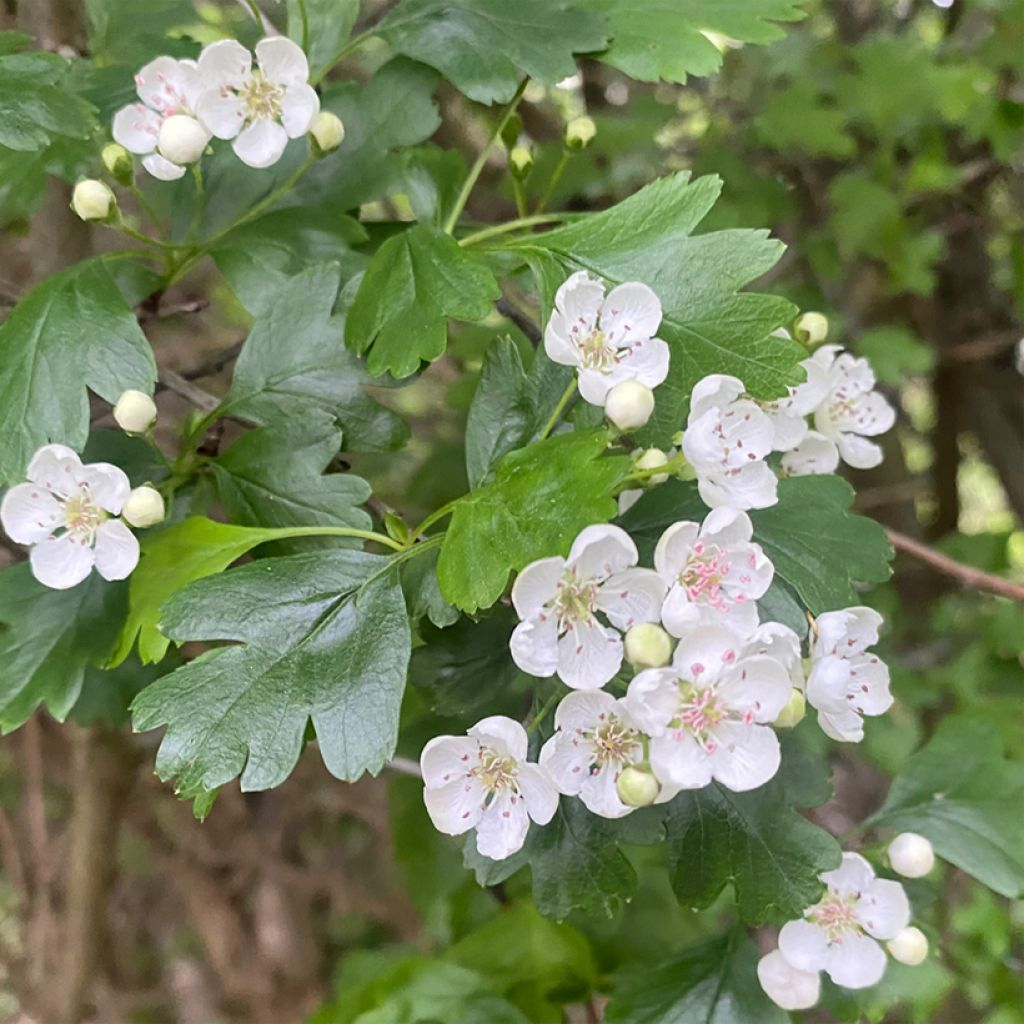 Crataegus nigra - Hungarian Black Hawthorn