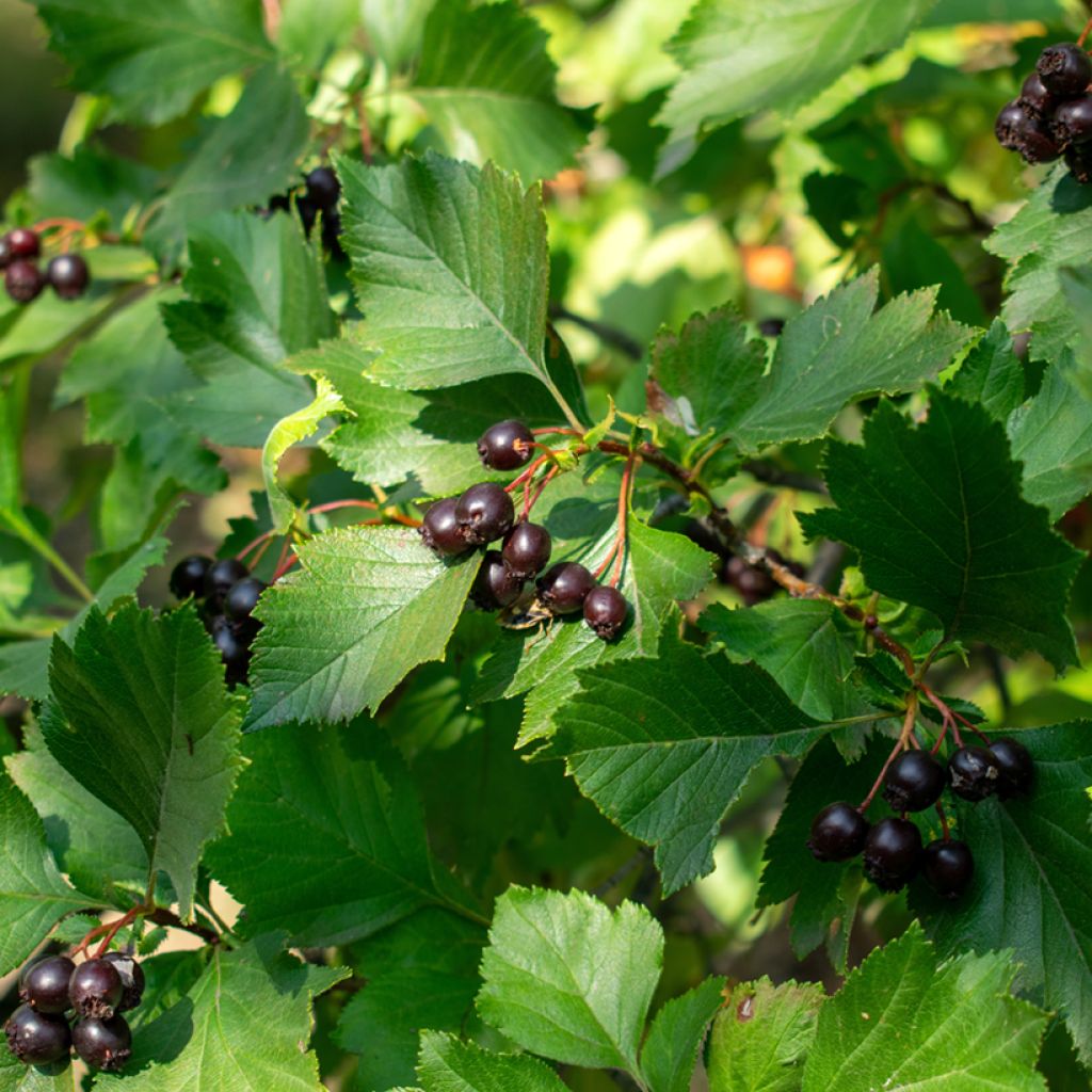 Crataegus nigra - Hungarian Black Hawthorn