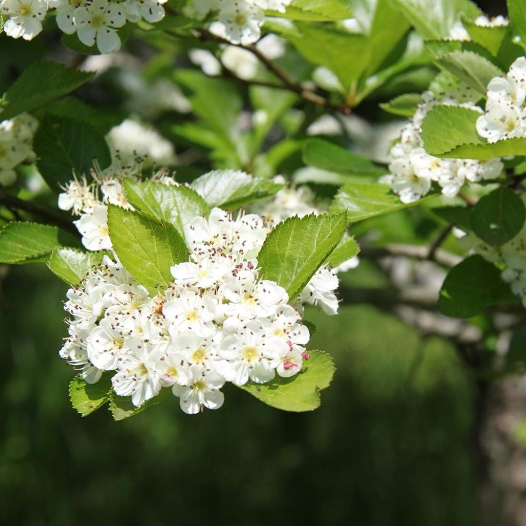 Crataegus prunifolia Splendens - Hawthorn