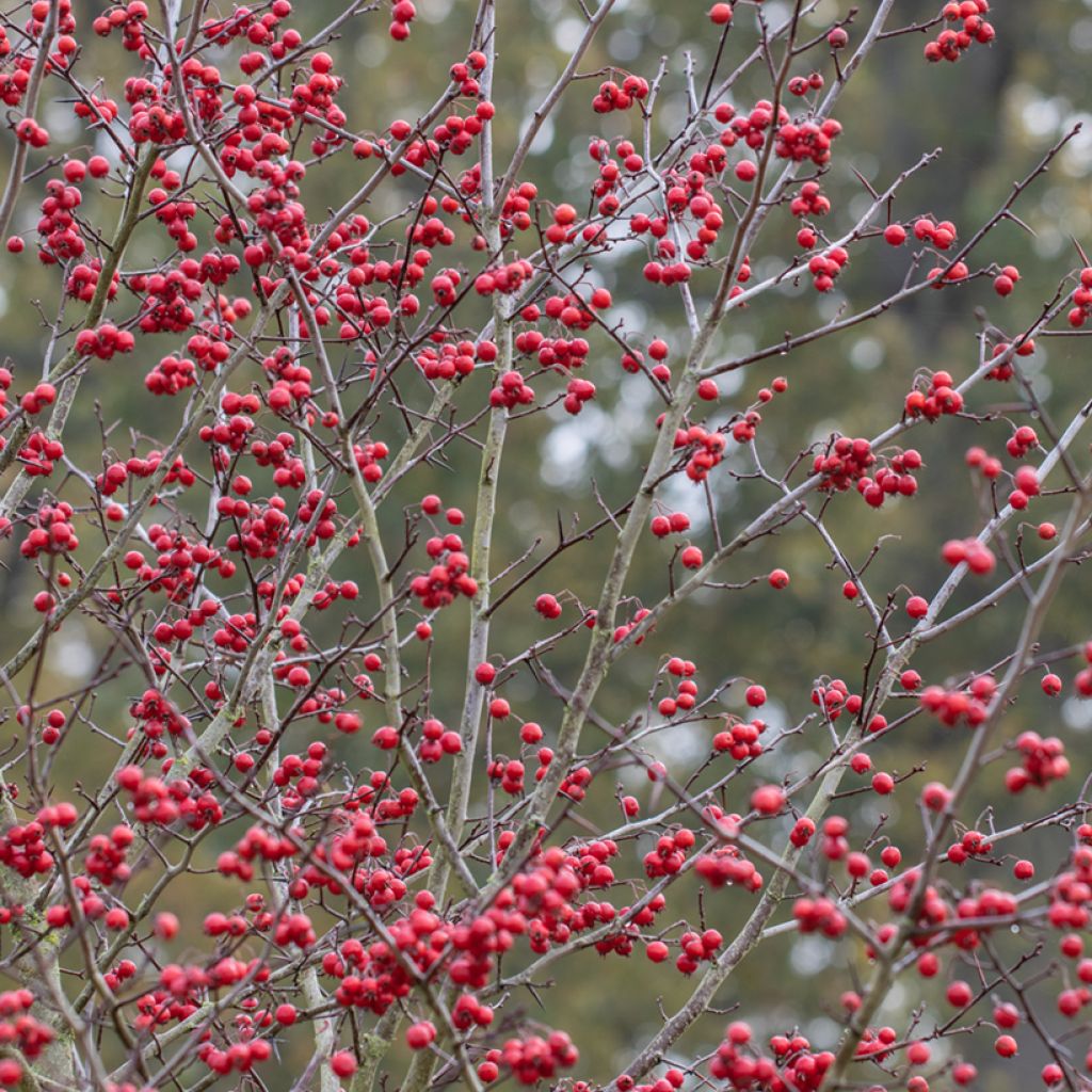 Crataegus prunifolia Splendens - Hawthorn