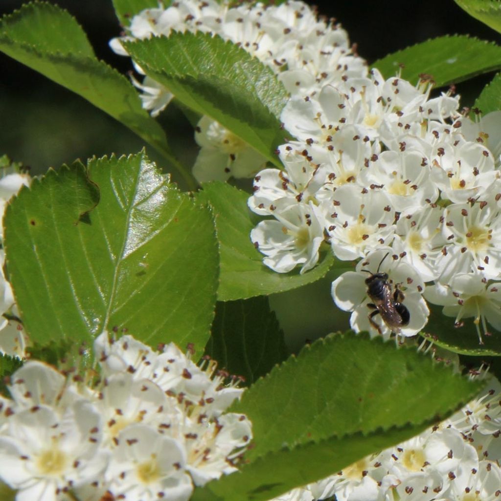 Crataegus prunifolia Splendens - Aubépine