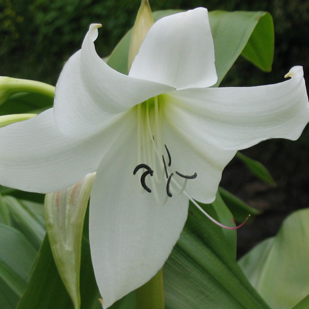 Crinum moorei Album - Crinole blanc