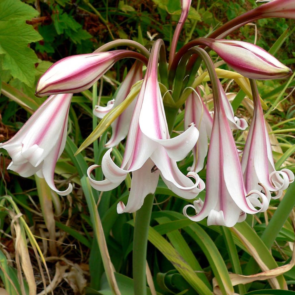 Crinum Striped Beauty