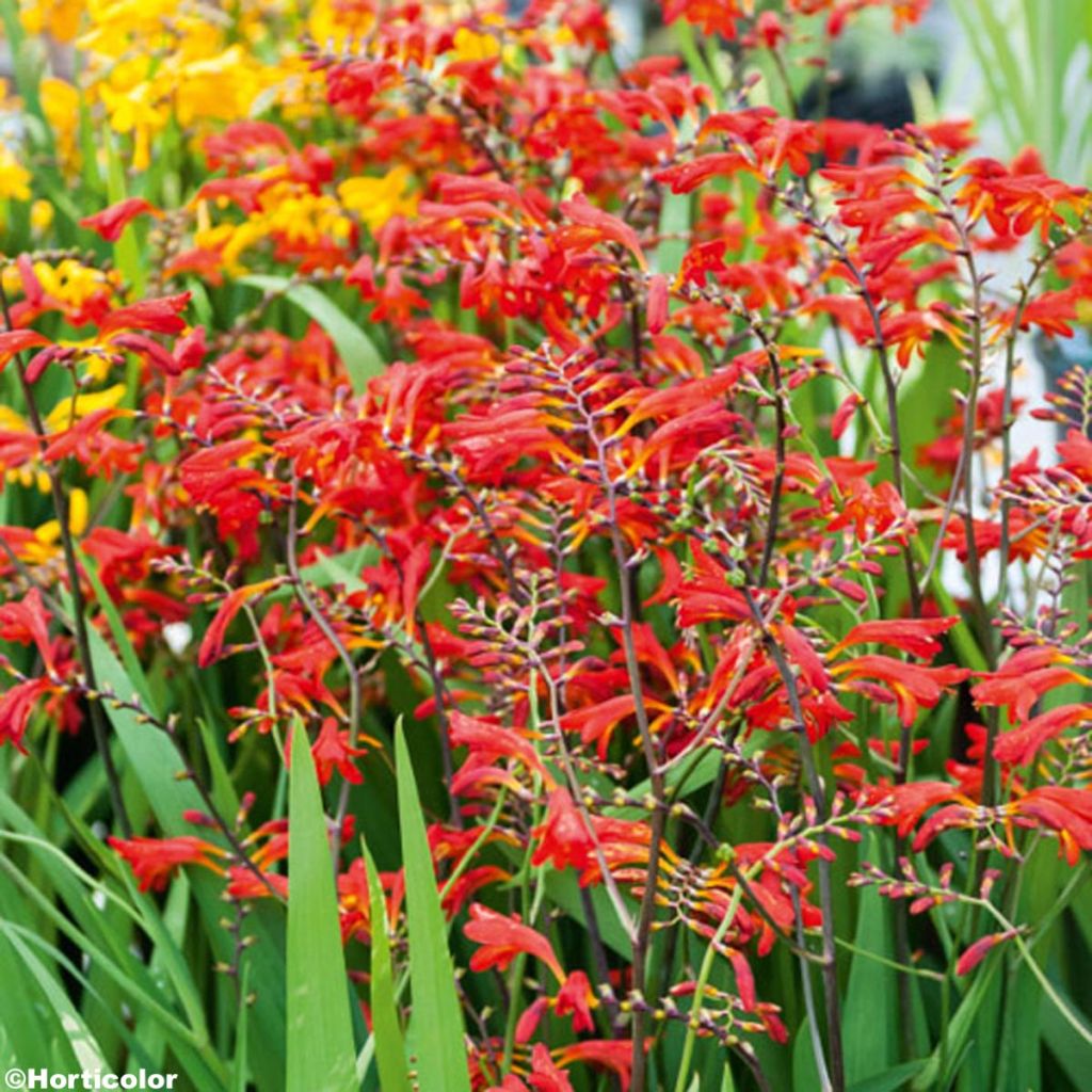 Crocosmia crocosmiiflora Emberglow - Montbretia