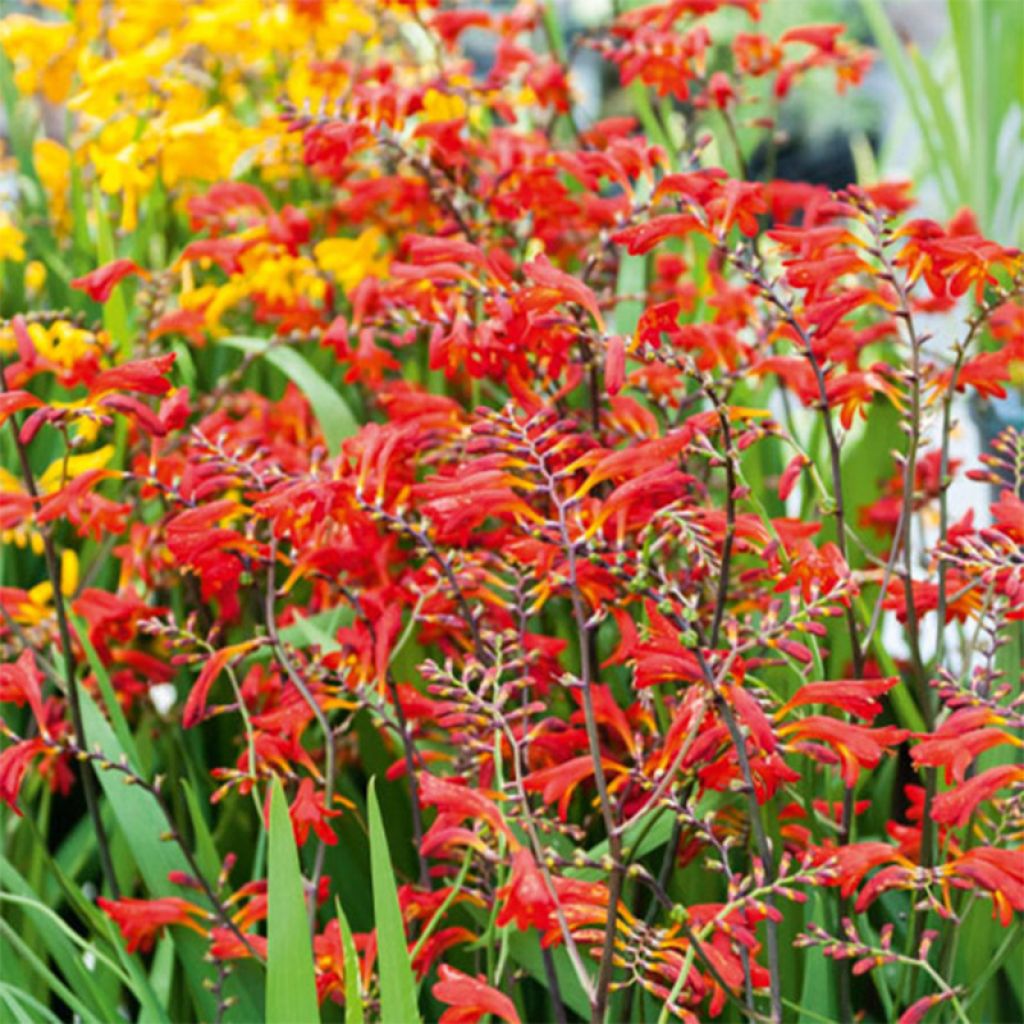 Crocosmia Emberglow - Montbretia