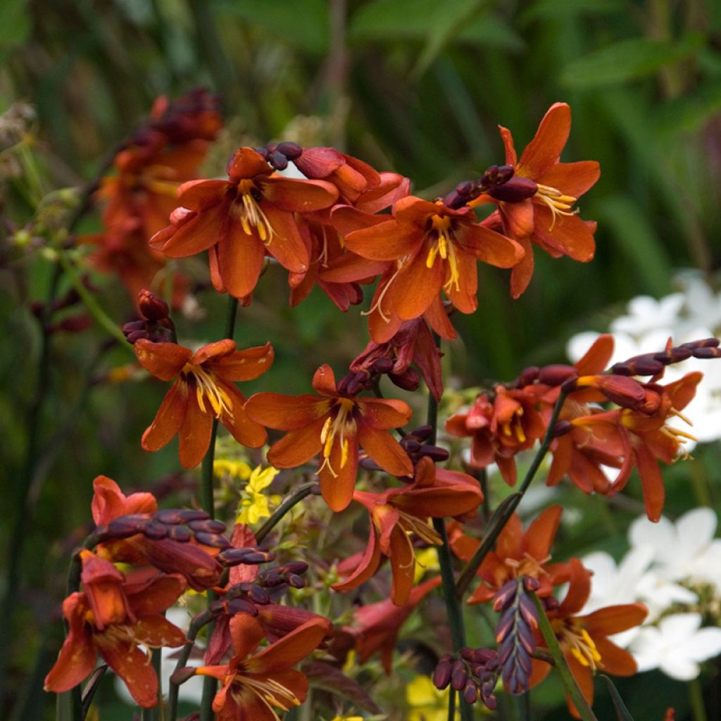 Crocosmia Dusky Maiden- Montbretia