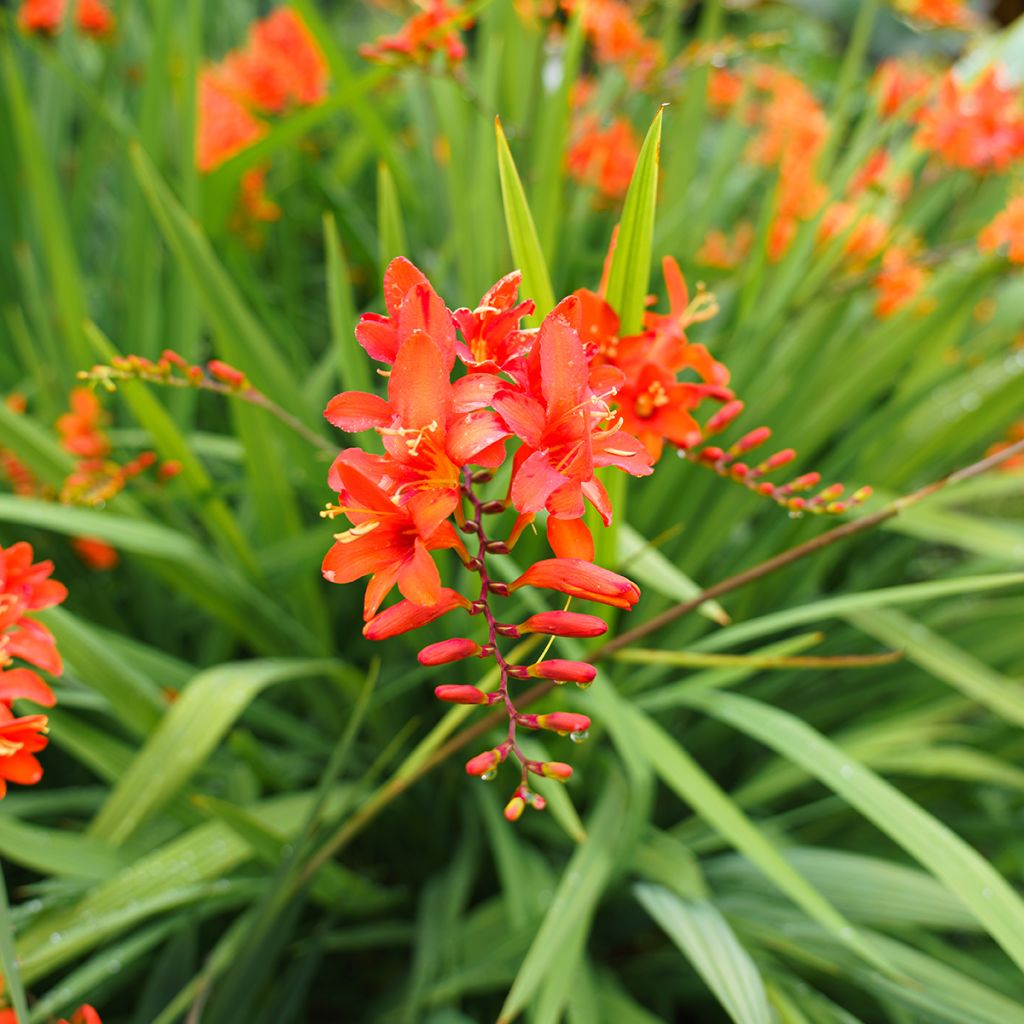 Crocosmia Mars - Montbretia