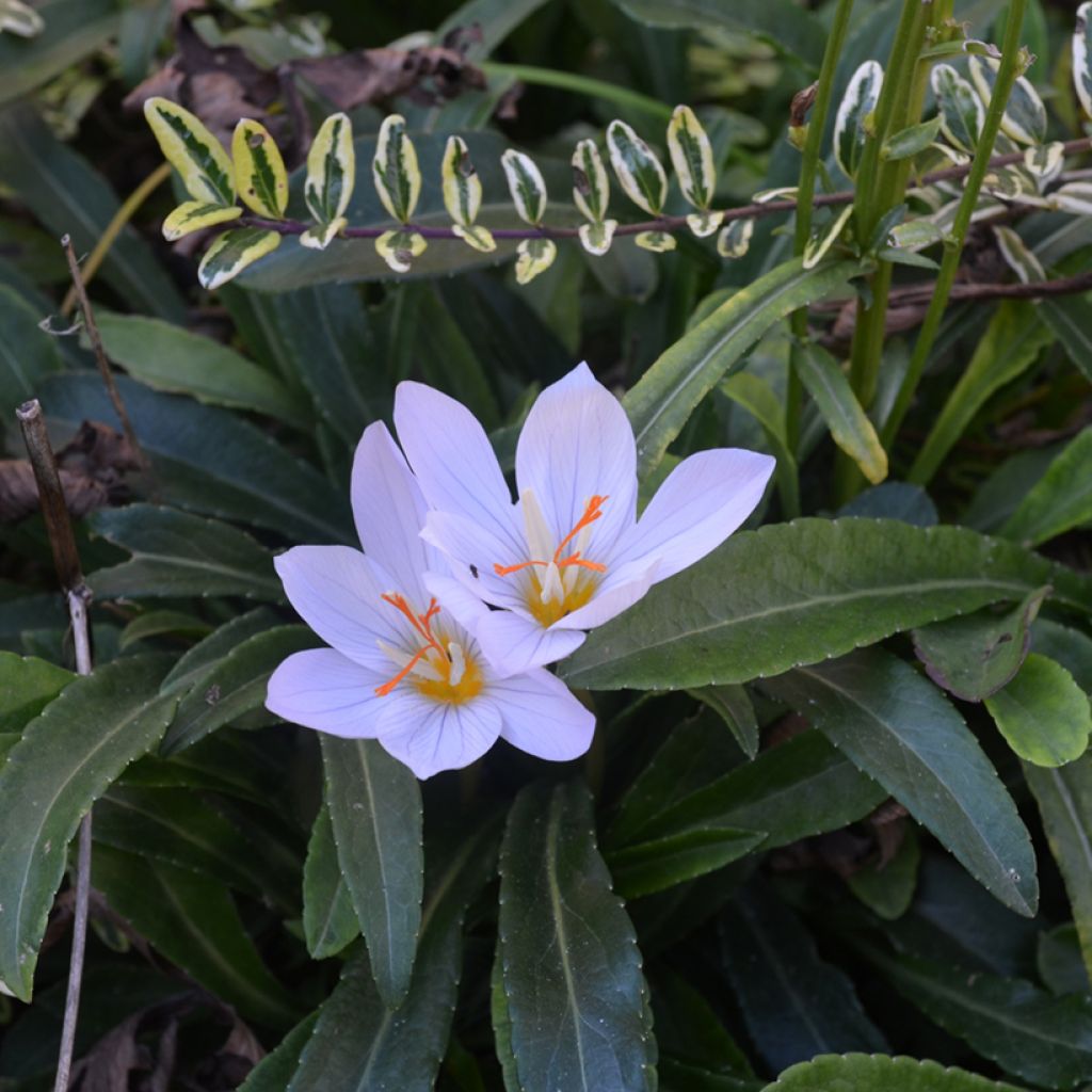 Crocus pulchellus Zephyr