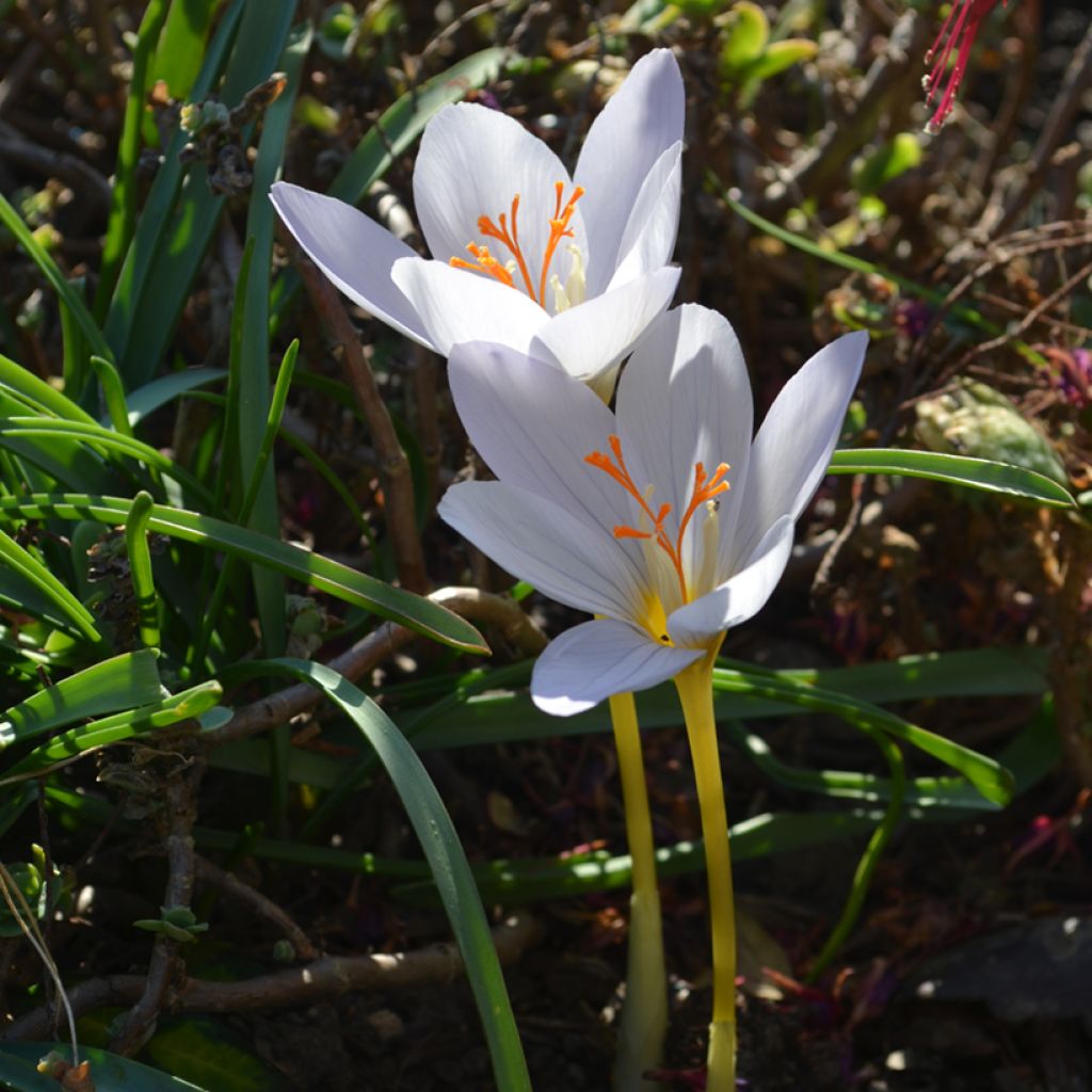 Crocus pulchellus Zephyr