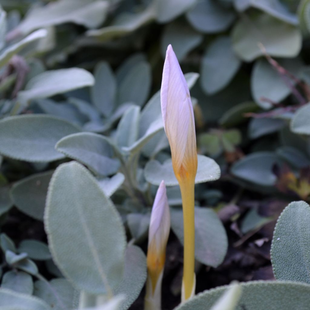 Crocus pulchellus Zephyr