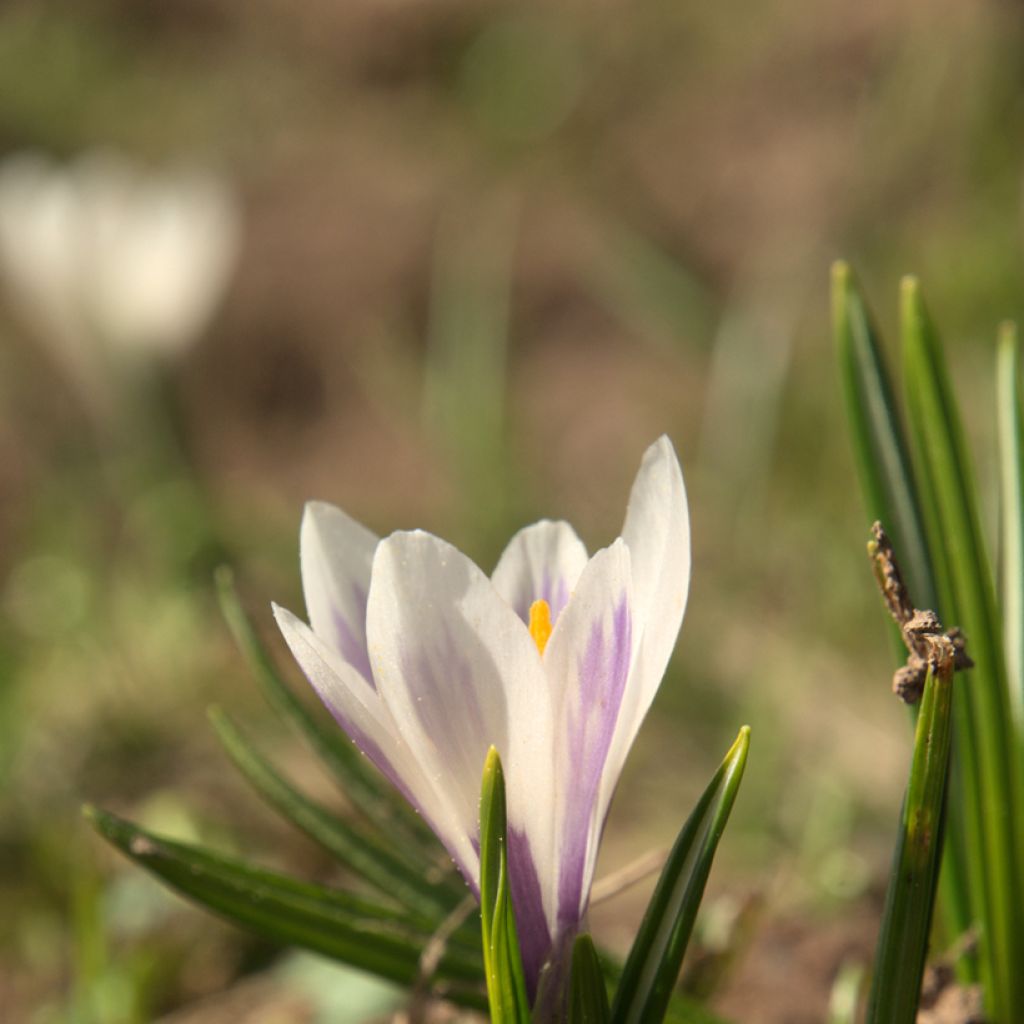 Crocus vernus subsp. albiflorus White - Spring crocus