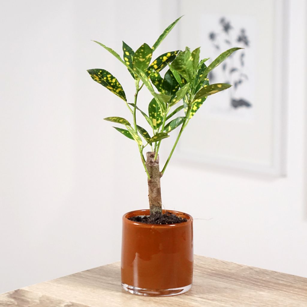 Codiaeum variegatum var. pictum Aucubaefolia - Croton