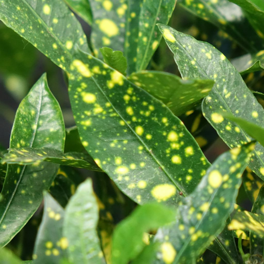 Codiaeum variegatum var. pictum Aucubaefolia - Croton