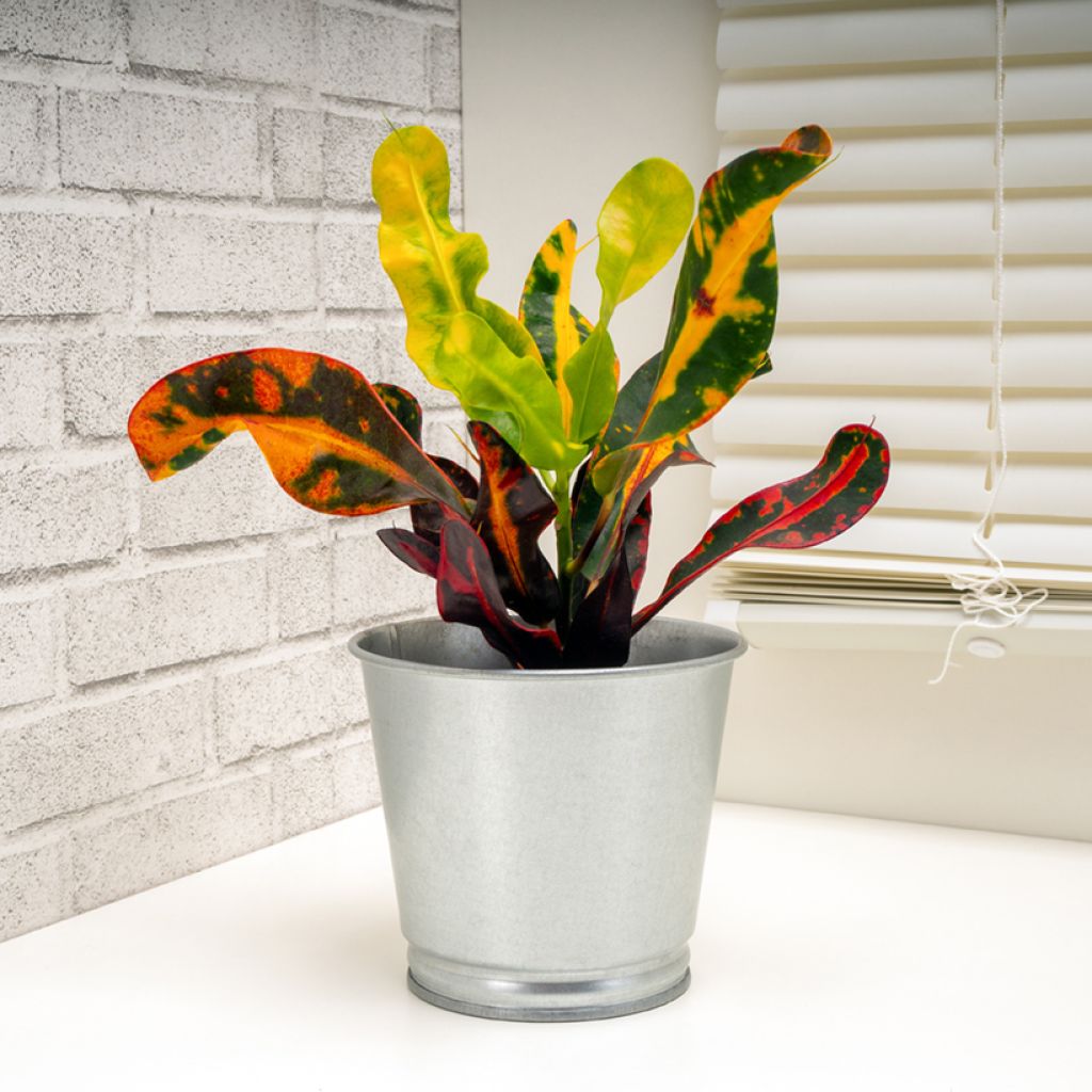 Codiaeum variegatum Mammie - Croton