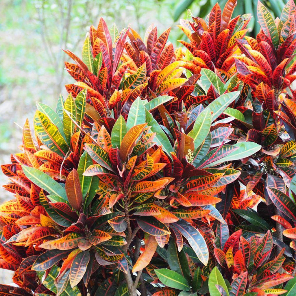 Codiaeum variegatum var. pictum Petra - Croton
