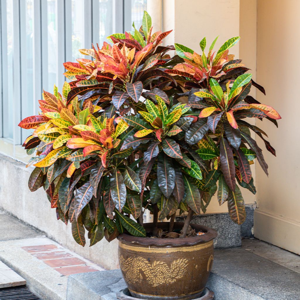 Codiaeum variegatum var. pictum Petra - Croton