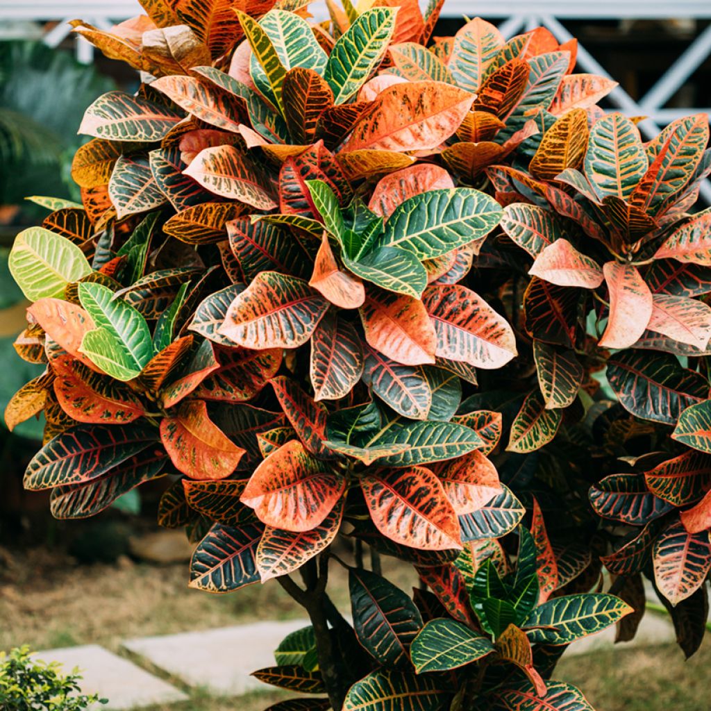 Codiaeum variegatum var. pictum Petra - Croton