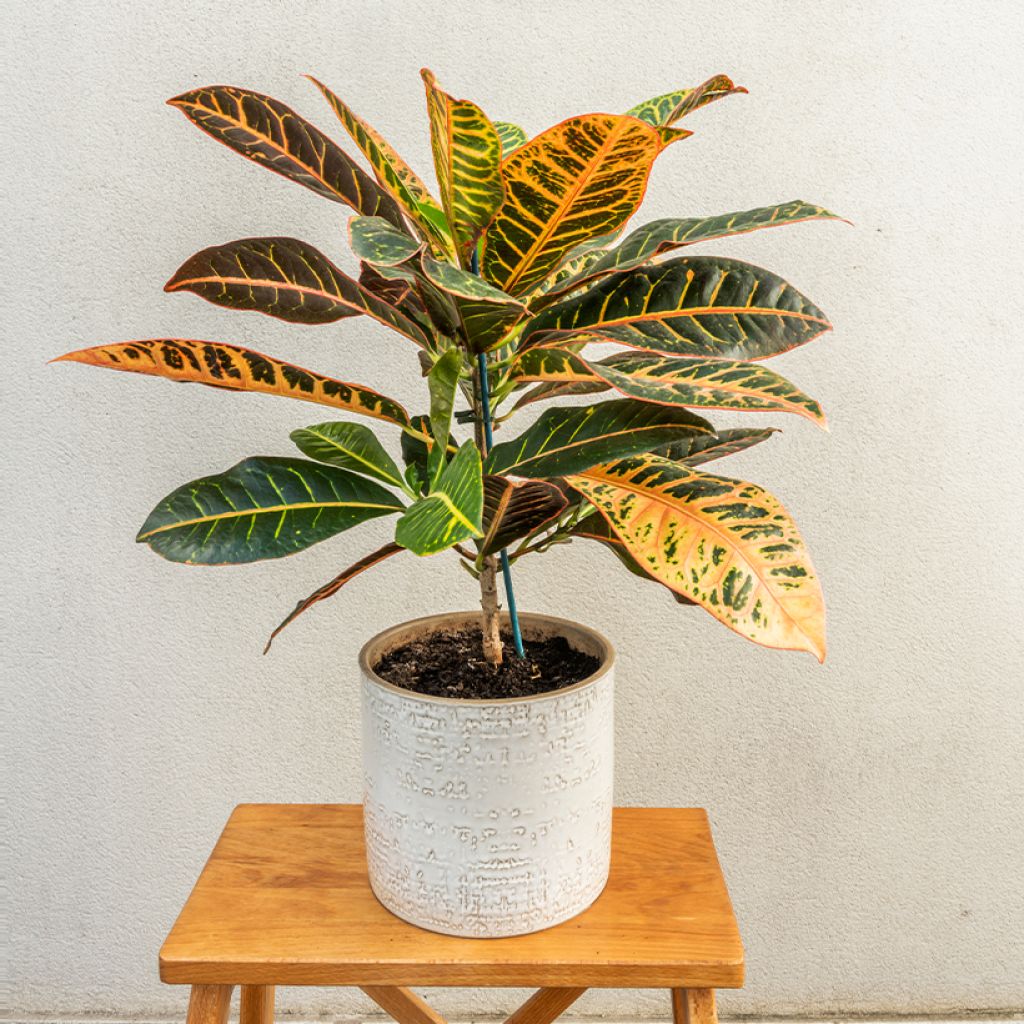 Codiaeum variegatum var. pictum Petra - Croton