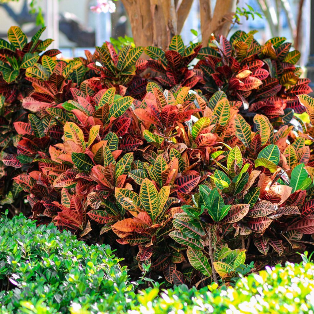 Codiaeum variegatum var. pictum Petra - Croton