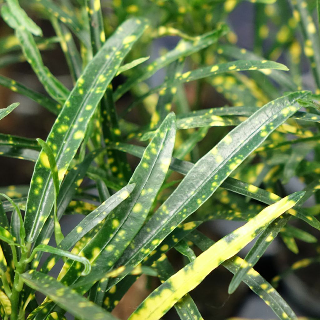 Croton - Codiaeum variegatum var. pictum