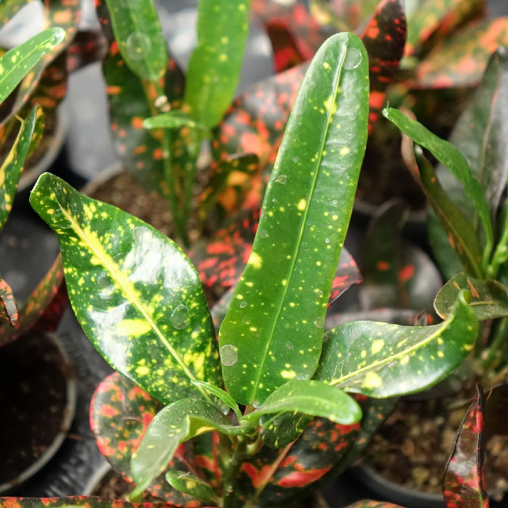Codiaeum variegatum Red Batik - Croton