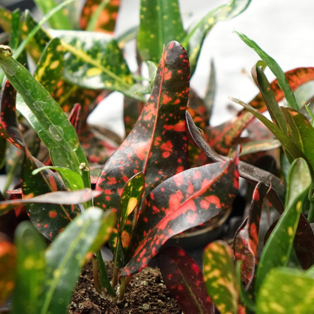 Codiaeum variegatum Red Batik - Croton