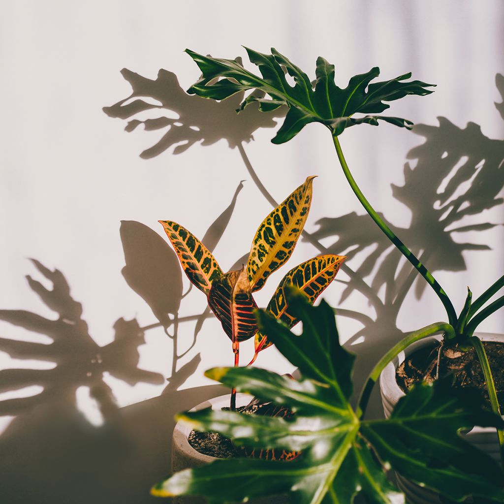 Croton - Codiaeum Moar Yellow
