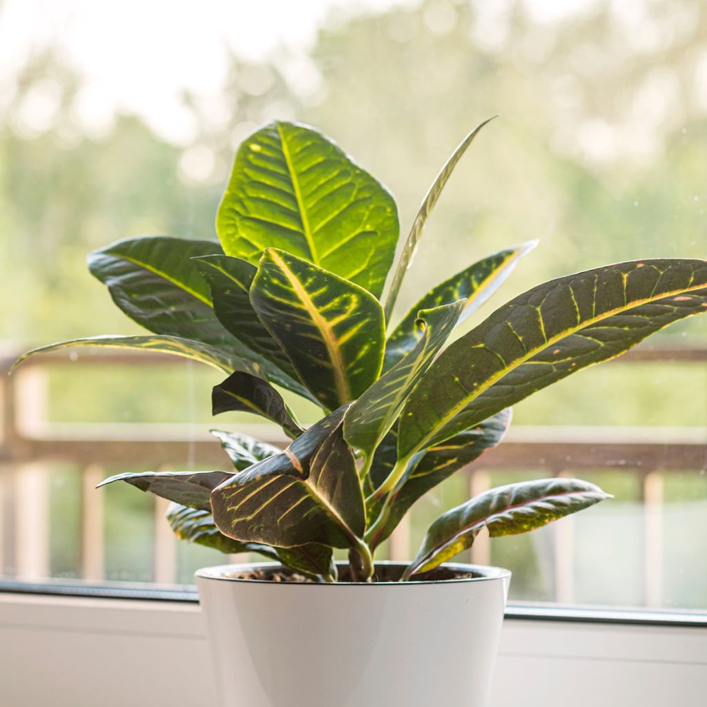 Croton - Codiaeum Moar Yellow