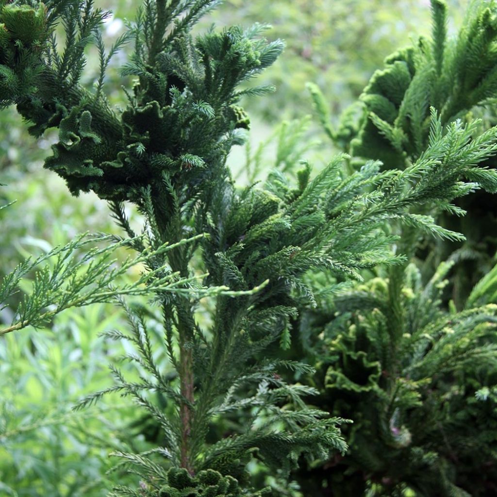 Cryptomeria japonica Cristata