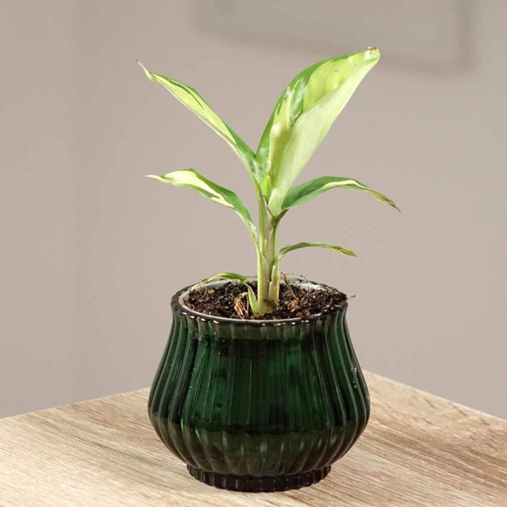Ctenanthe lubbersiana Golden Mosaic - Never never plant