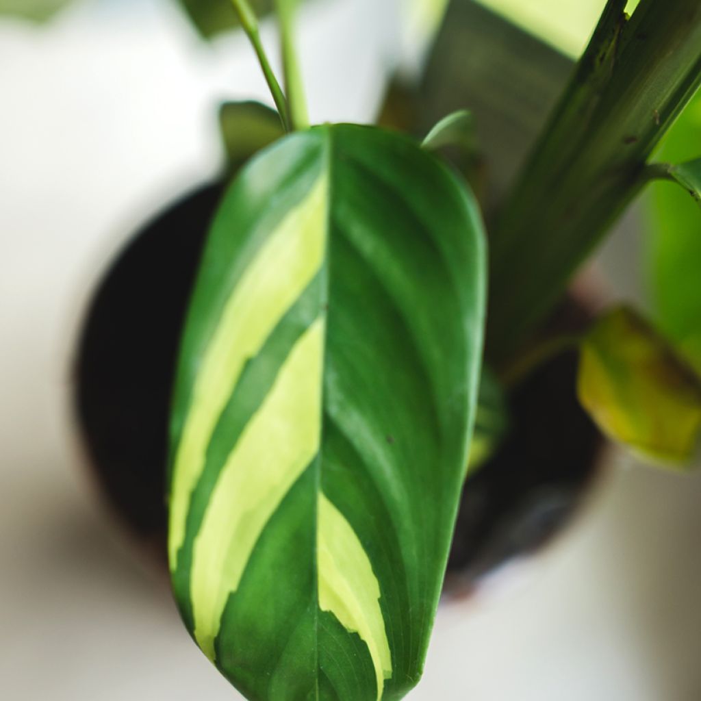 Ctenanthe lubbersiana Golden Mosaic - Never never plant