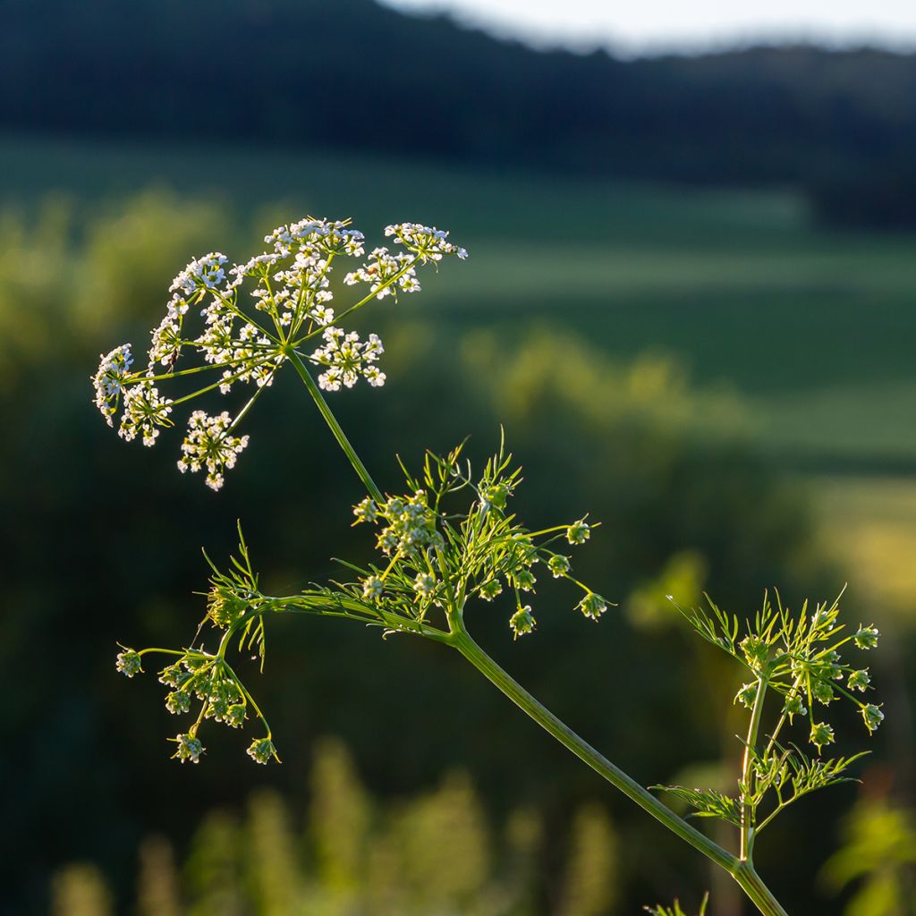 Cumin - Cuminum Cyminum