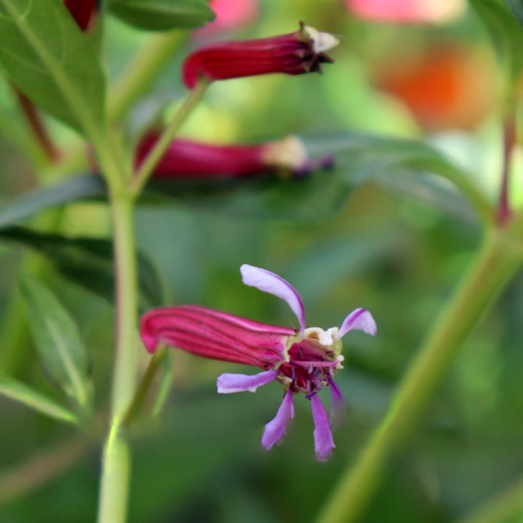 Cuphea Twinkle Pink