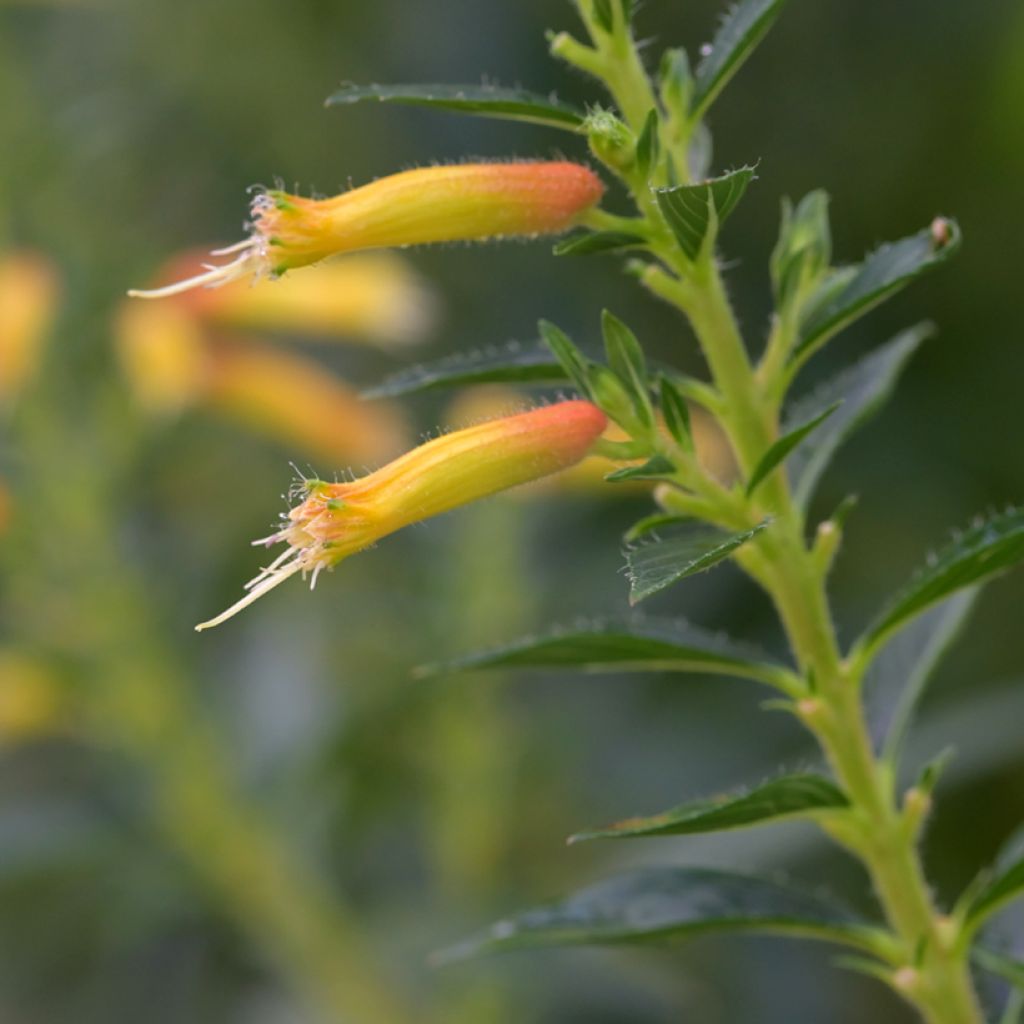 Cuphea micropetala