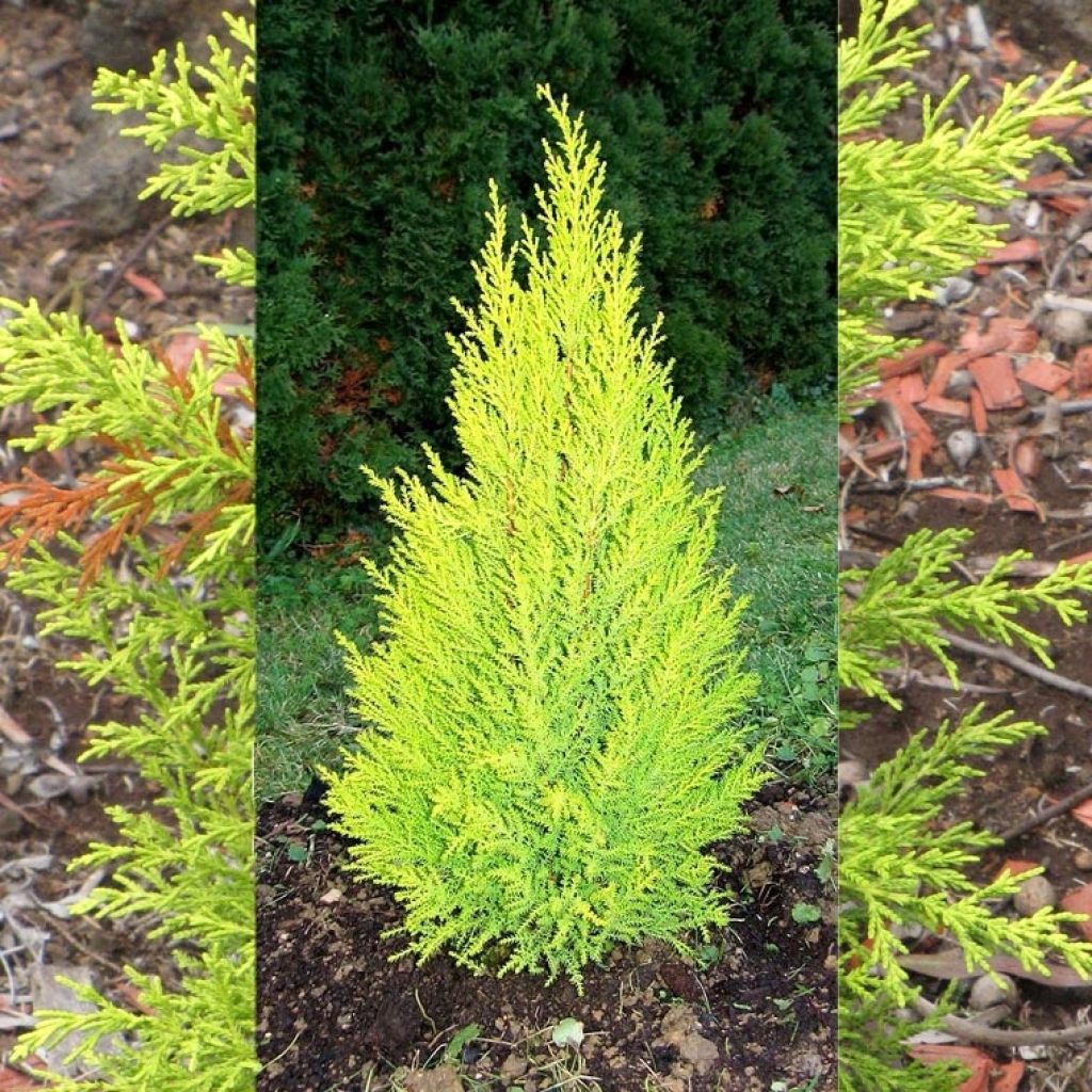 Monterey cypress Wilma - Cupressus macrocarpa