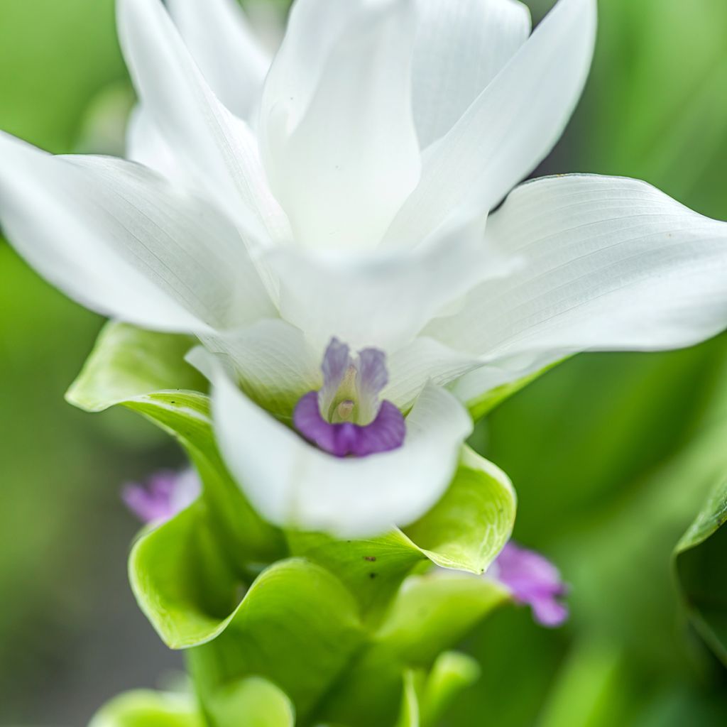 Curcuma alismatifolia White - Siam Tulip