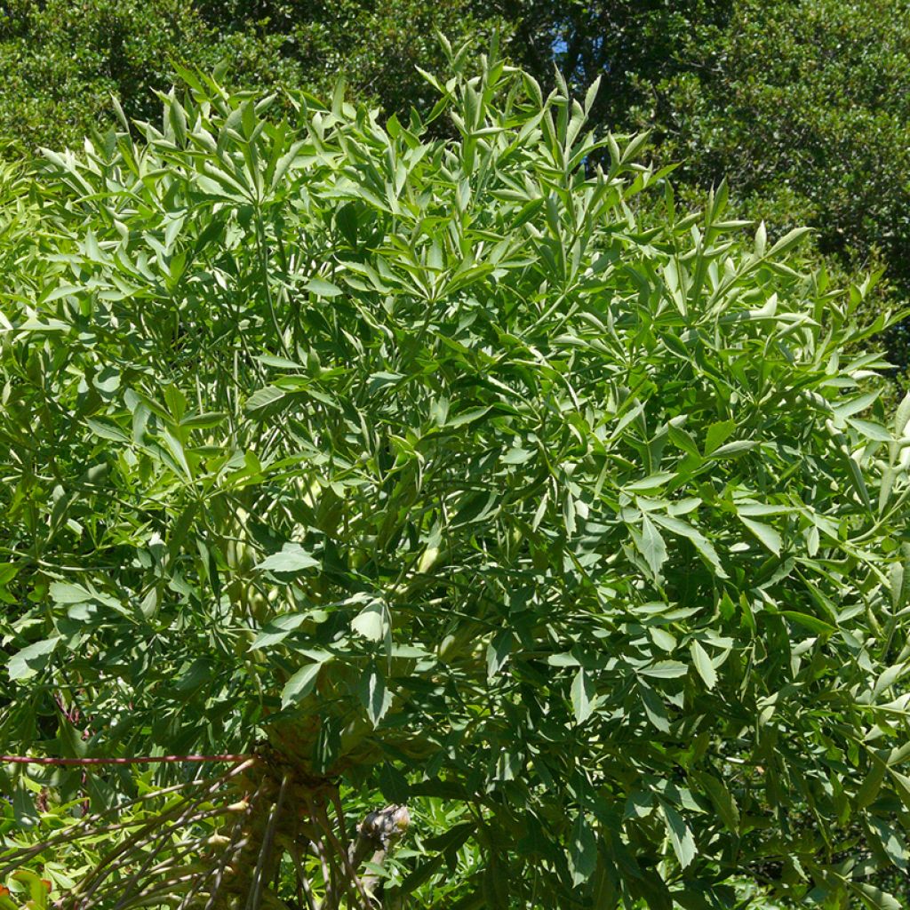 Cussonia spicata - Cabbage Tree